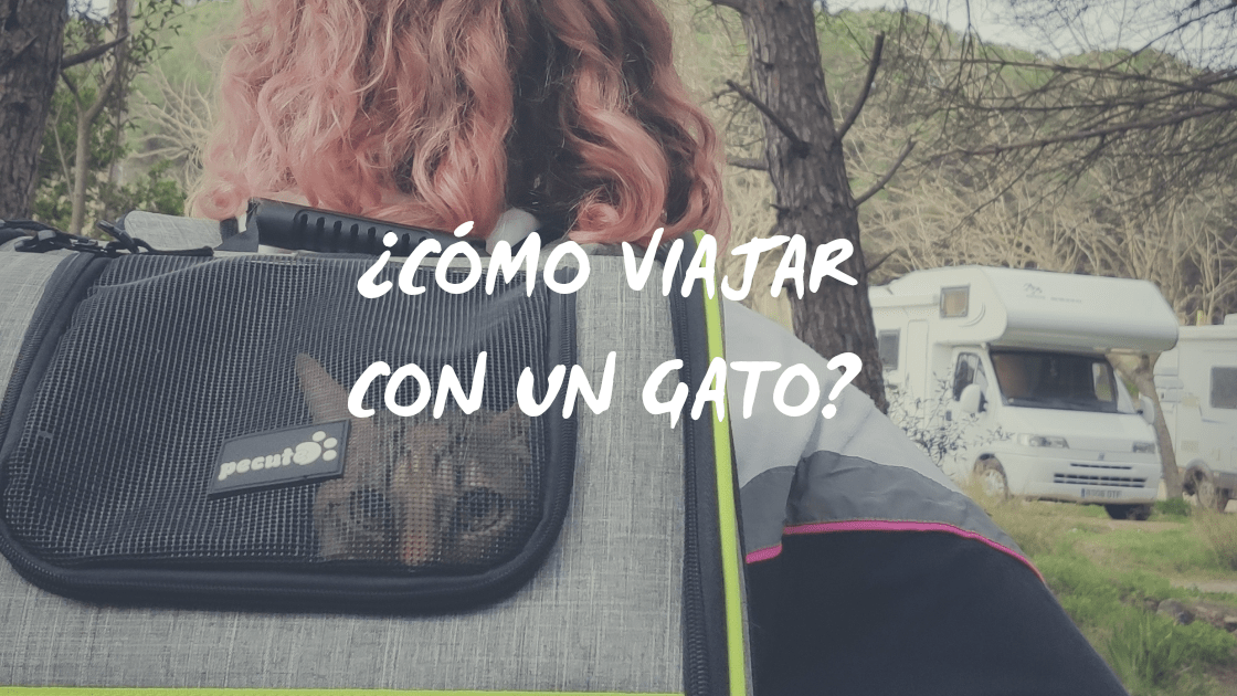Enlace a ¿Cómo viajar con un gato?